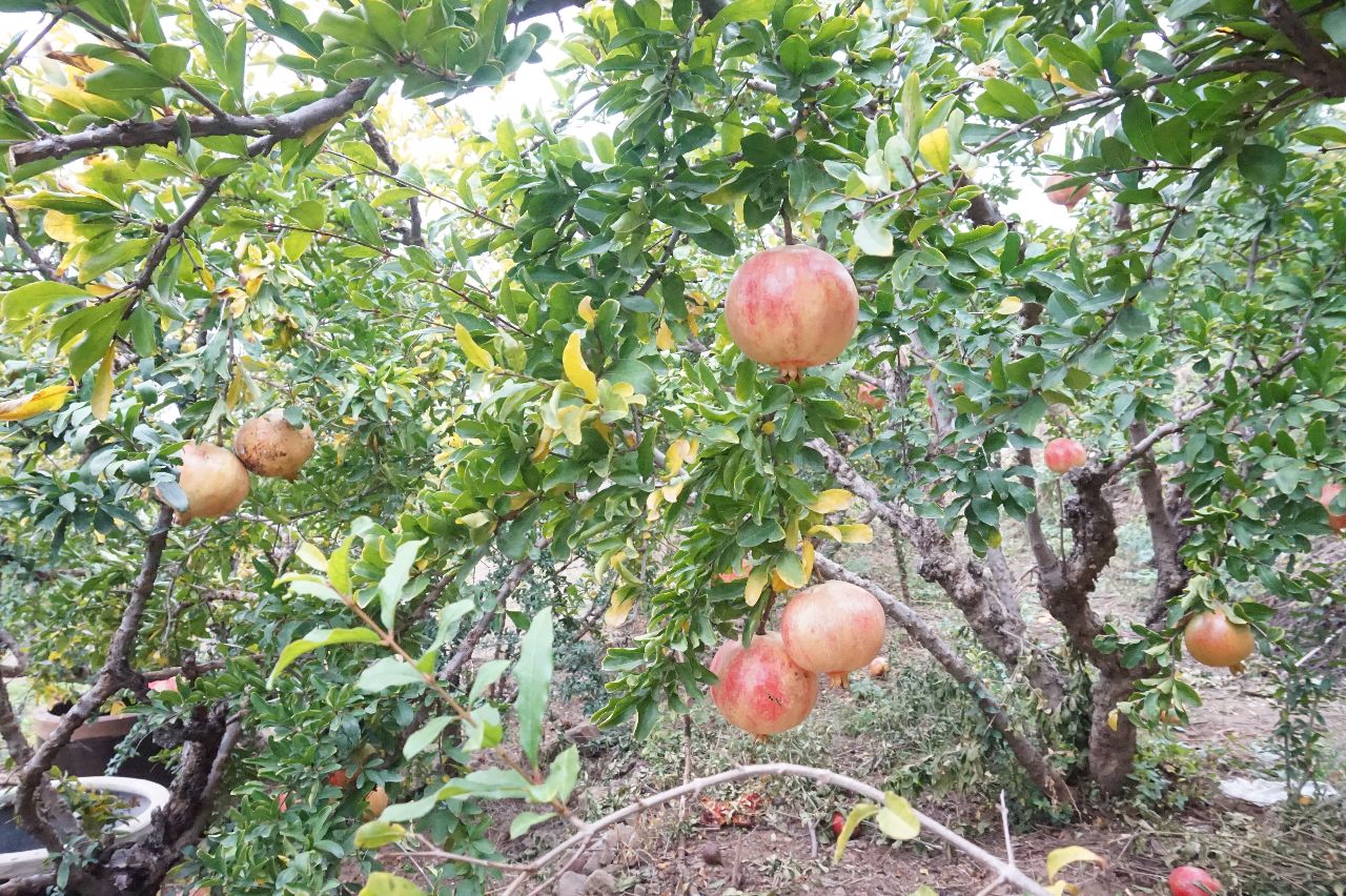 最新草社区榴2014，探索与发现的盛宴