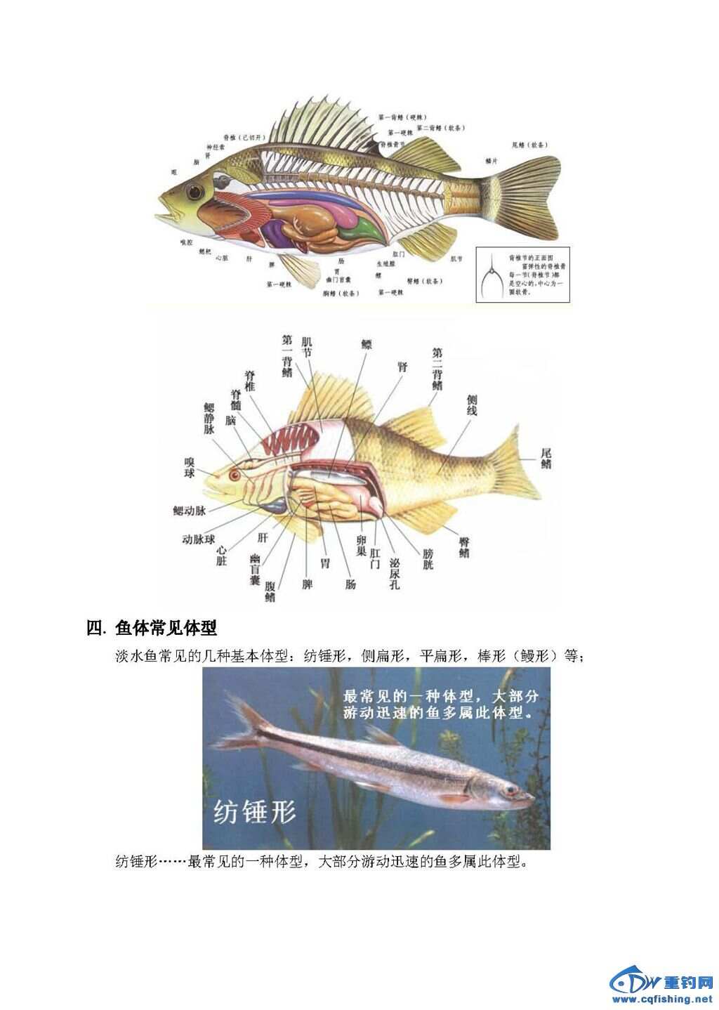 下载鱼结构的探索与深度解析