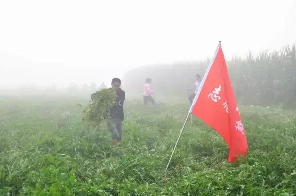 蒲公英互助最新动态，发展之路与未来展望