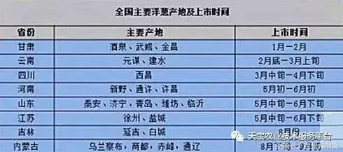 云南洋葱最新价格动态解析